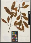 Foto von Salix appendiculata Vill.